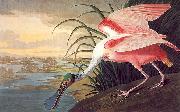 John James Audubon Roseate Spoonbill China oil painting reproduction